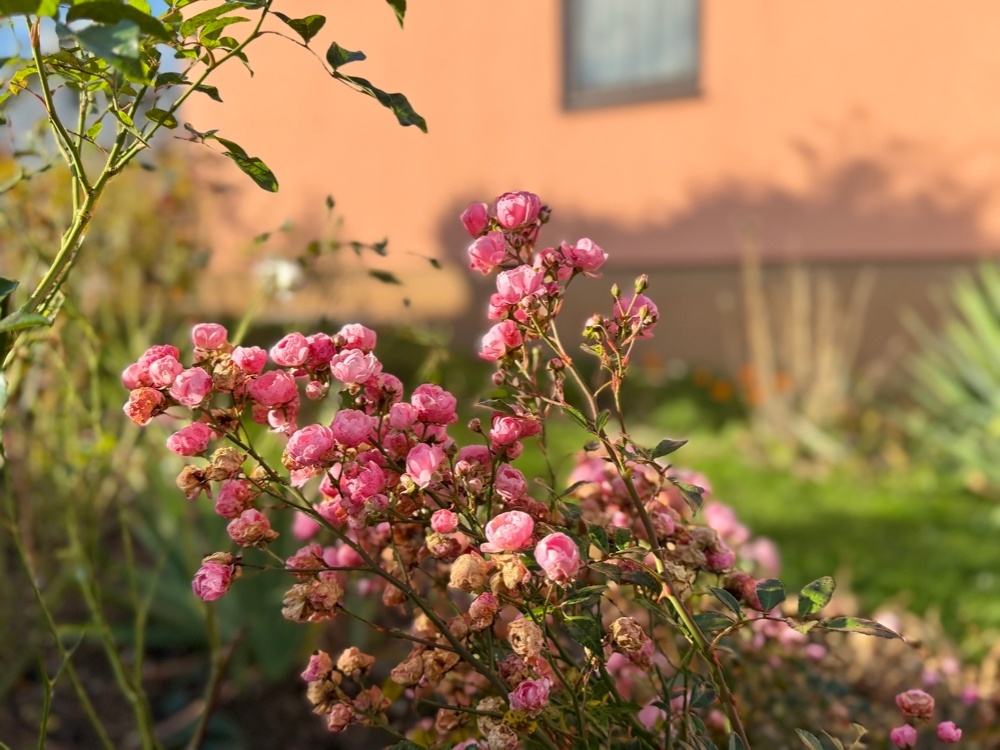 Gartenimpressionen