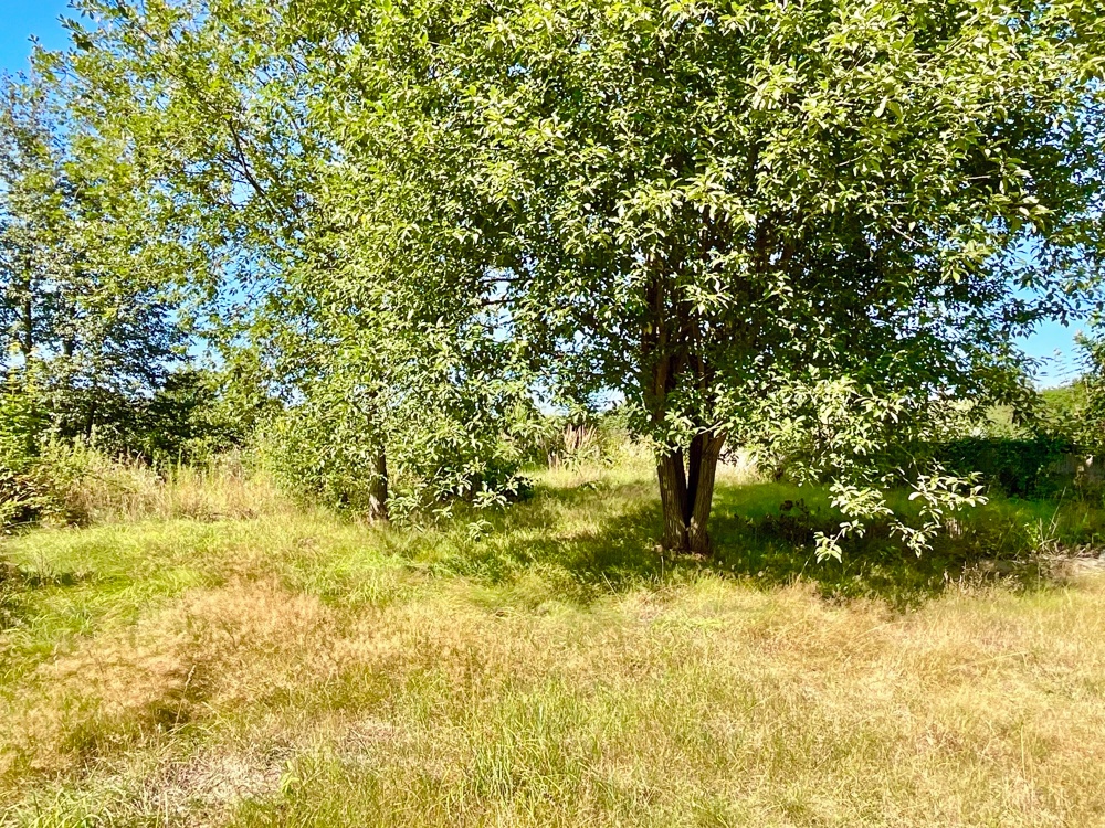 idyllischer Baumbestand