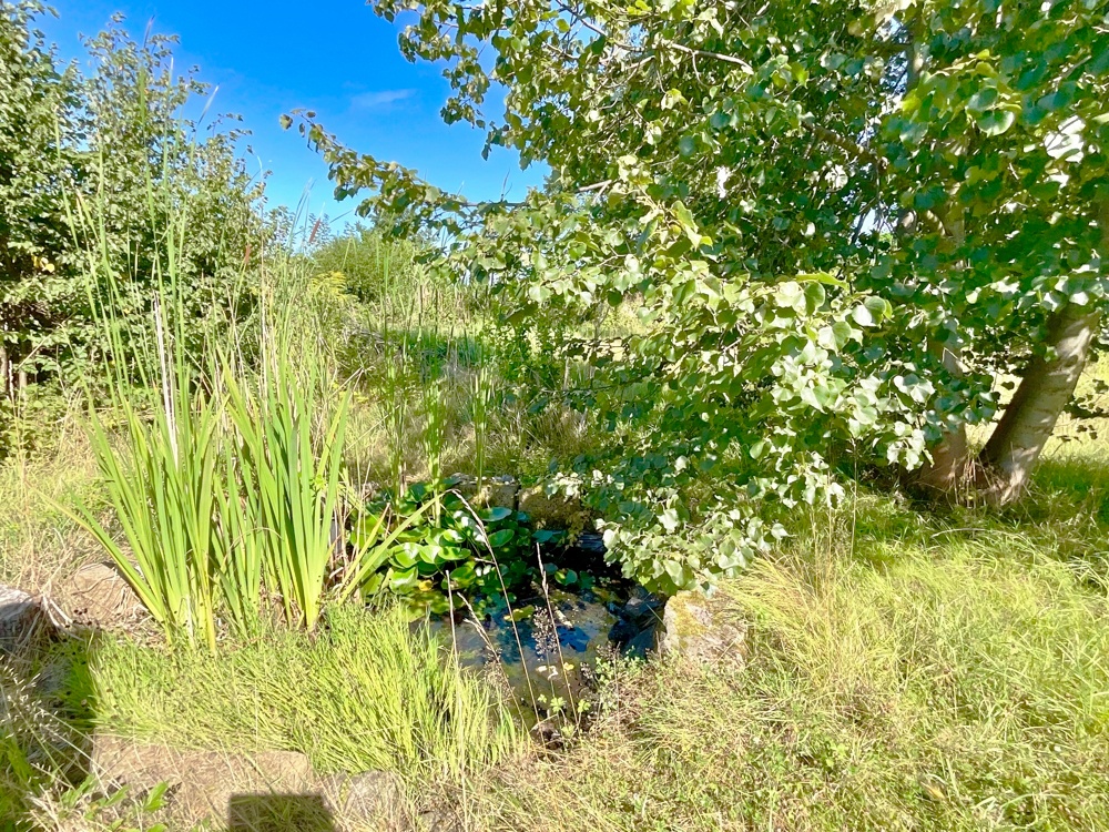 kleiner Teich mit Seerosen